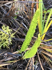 Polypodium pellucidum vulcanicum
