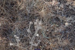Tuberaria macrosepala