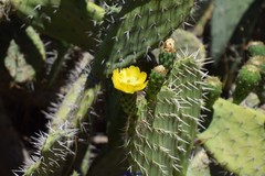Opuntia maxima