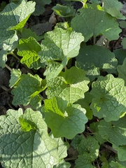 Alliaria petiolata