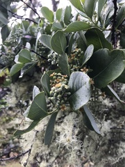 Santalum paniculatum