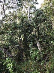 Santalum paniculatum