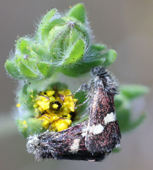 Microhelia angelica