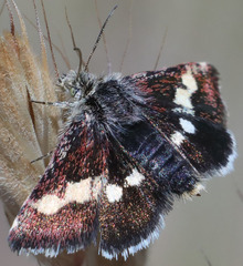 Microhelia angelica