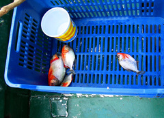 Pygocentrus nattereri