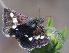 Microhelia angelica