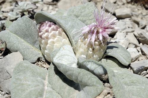 Leuzea berardioides image