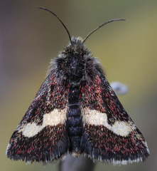 Microhelia angelica