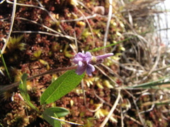 Pinguicula villosa
