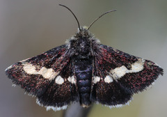 Microhelia angelica