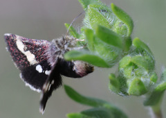 Microhelia angelica