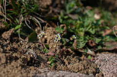 Draba praecox