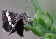 Microhelia angelica