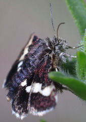 Microhelia angelica