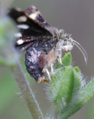 Microhelia angelica