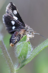 Microhelia angelica