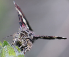 Microhelia angelica