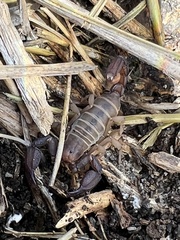 Uroctonites giulianii