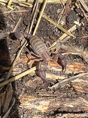 Uroctonites giulianii