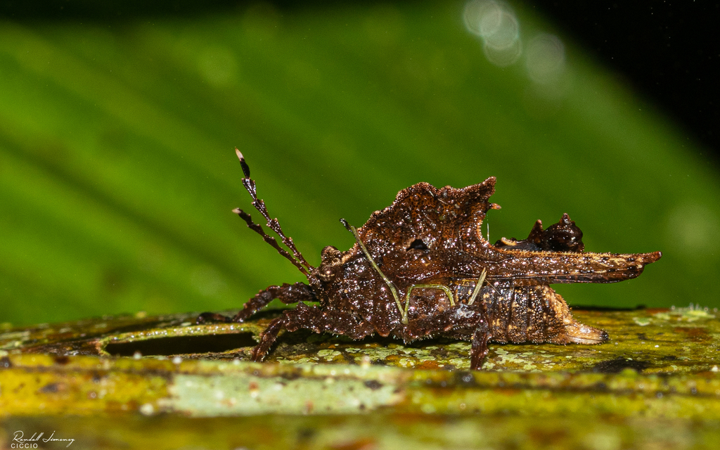 Lophotettiginae