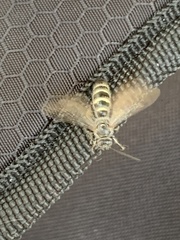 Dielis plumipes