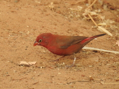 Lagonosticta senegala