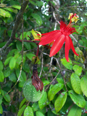 Passiflora punicea