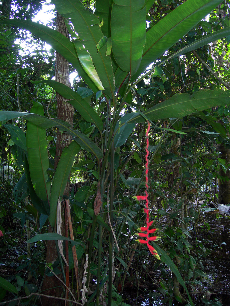 Heliconia juruana