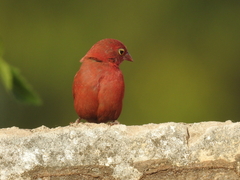 Lagonosticta senegala