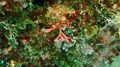 Tricleocarpa fragilis