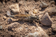 Machimus erythocnemius