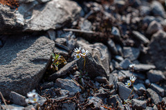 Draba praecox