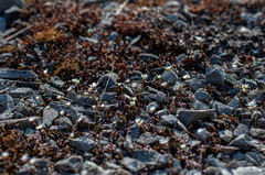Draba praecox
