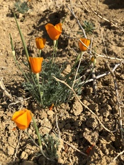 Eschscholzia lemmonii
