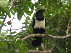 Corvus albus