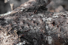 Calosphaeria pulchella