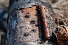 Calosphaeria pulchella