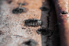 Calosphaeria pulchella