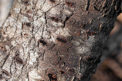 Calosphaeria pulchella