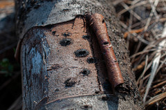 Calosphaeria pulchella