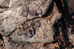 Hypoxylon cercidicola