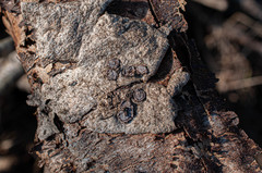 Hypoxylon cercidicola