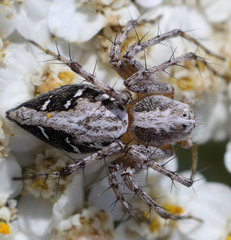 Oxyopes scalaris