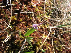 Pinguicula villosa