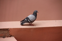 Columba livia domestica