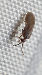 Coniopteryginae