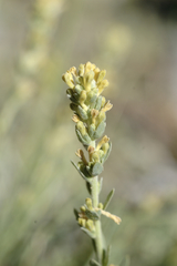Thymelaea virgata