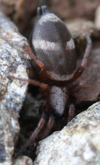 Sergiolus