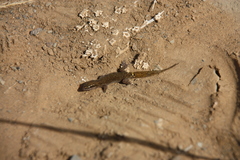 Saurodactylus brosseti