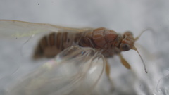 Kuwayama medicaginis